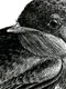 Barn Swallow