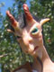 The Devilish Goatherd