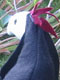 Gertrude