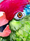 Red Fronted Amazon Parrot