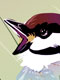 Rainbow Sparrow
